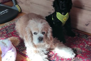 SklamAnie a Betty