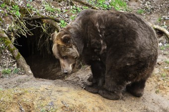 Zásahový tím odstránil problémového jedinca