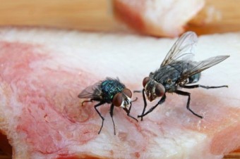 Tri zo štyroch ‚včiel‘ sú v skutočnosti muchy