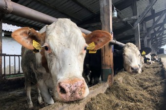 Holandská vláda môže začať s likvidáciou fariem hovädzieho dobytka