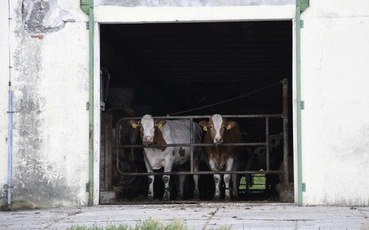 Po Holandsku je na rade Írsko. Klimatické plány rušia základy ekonomík