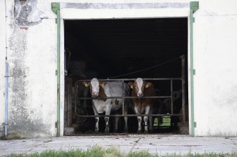 Po Holandsku je na rade Írsko. Klimatické plány rušia základy ekonomík
