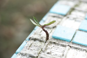 Diktatúra alebo resilientná demokracia?