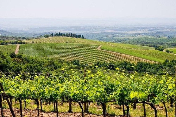 My, Pánova vinica