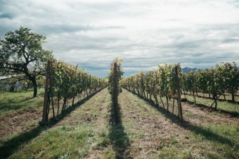Ekologické vinárstva v Tokaji pestujú vinič šetrne voči prírode