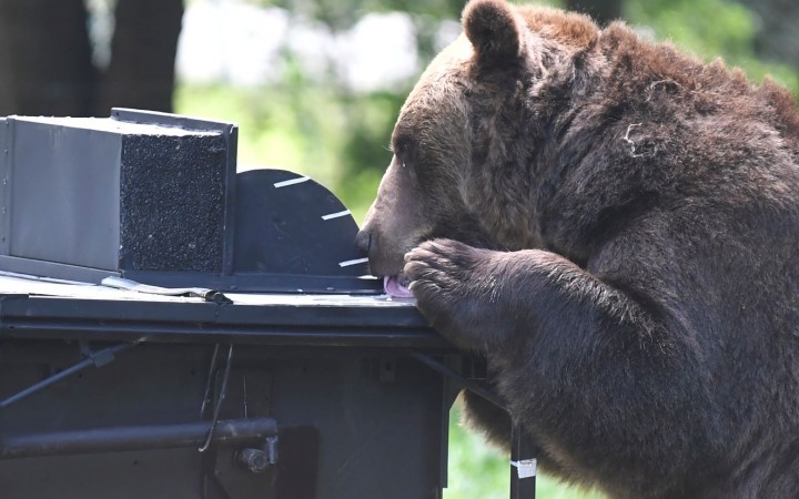 Odstrel problémového medveďa v Liptovskom Mikuláši bude riešiť enviropolícia
