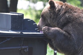 Odstrel problémového medveďa v Liptovskom Mikuláši bude riešiť enviropolícia