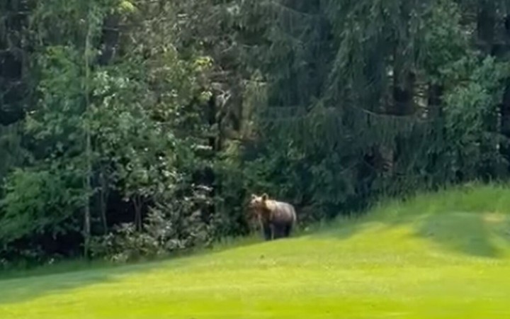 Keď zelené hoaxy o medveďovi zabíjajú