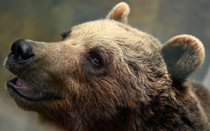 V okrese Prievidza medvedica napadla hubára