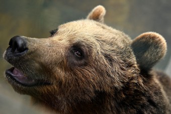 V okrese Prievidza medvedica napadla hubára