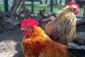 O kurčatách a tradicionalizme (Ad L. Krivošík: Chick-fil-A: Sme úspešní...) 