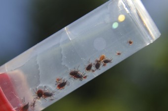 V okrese Brezno sa vyskytli ďalšie prípady kliešťovej encefalitídy