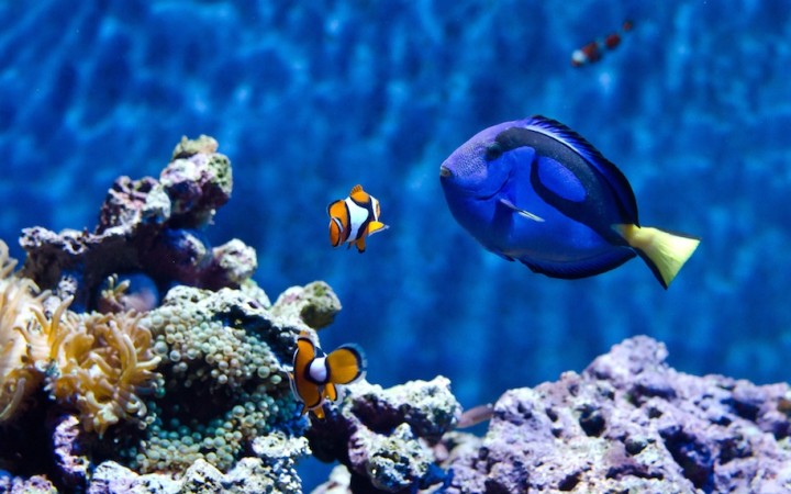 Nemo a Dory sa našli, z prírody miznú