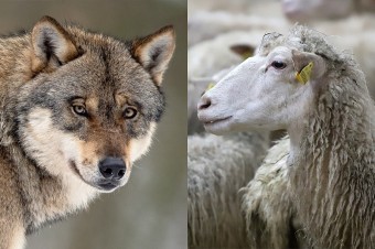 Mičovský s Budajom sa nevedia zhodnúť, koľko oviec vlci vlastne zožrali