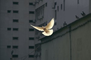 Sú obavy Michala Havrana z charizmatikov opodstatnené?
