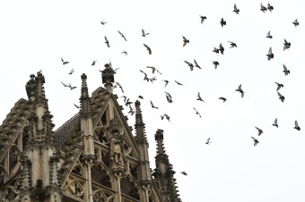 Košický Dóm svätej Alžbety ohrozuje vtáčí trus, osadiť plánujú drôtené siete