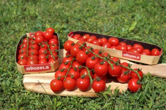 Slovenskí farmári z družstva OVOZELA pripravujú novú exkluzívnu odrodu paradajok