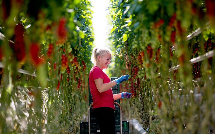 Čerstvé paradajky od slovenských farmárov aj v zime