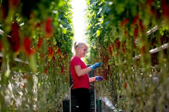 Čerstvé paradajky od slovenských farmárov aj v zime